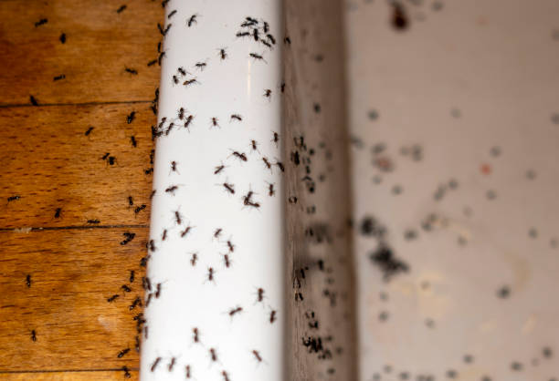 Best Wildlife Control Services  in Stonecrest, GA
