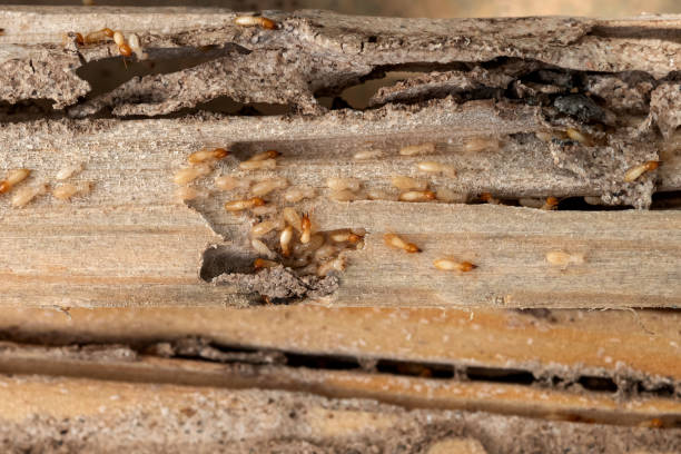 Wasp Removal Services in Stonecrest, GA