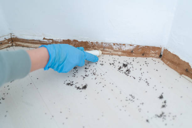 Best Ant Control Services  in Stonecrest, GA